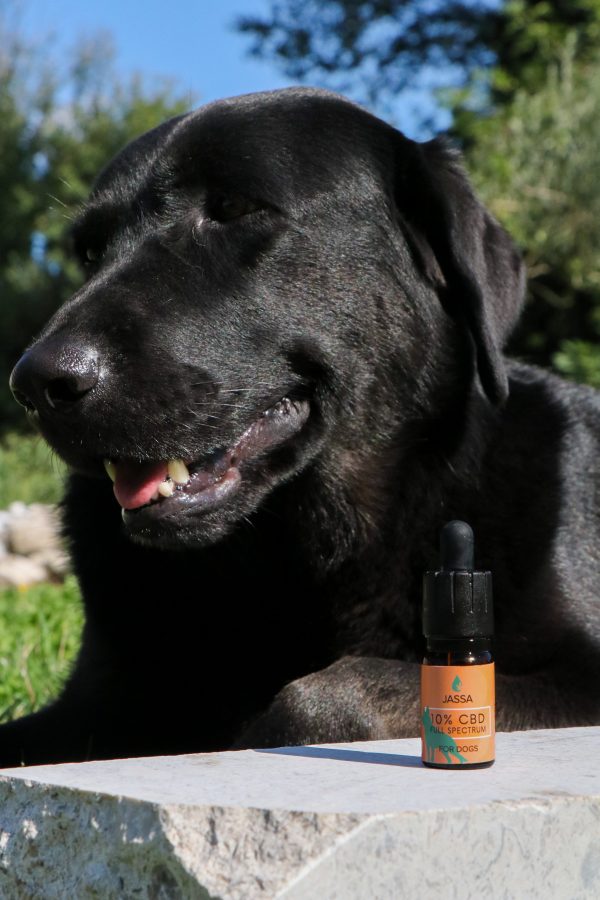 10% CBD TROPFEN FÜR TIERE – Bild 5